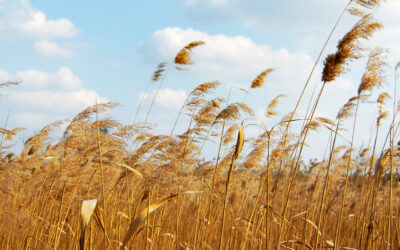 Veerkrachtiger Leven